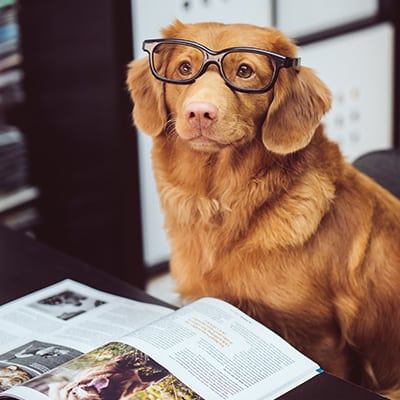 dog-book-400x400 (2)