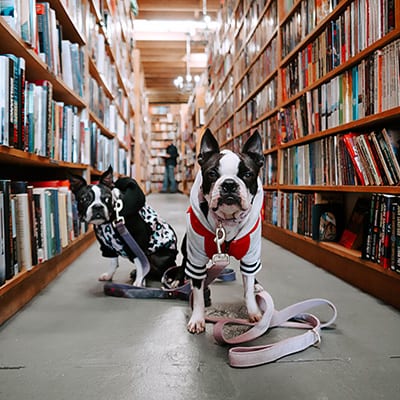 dog-library-400x400